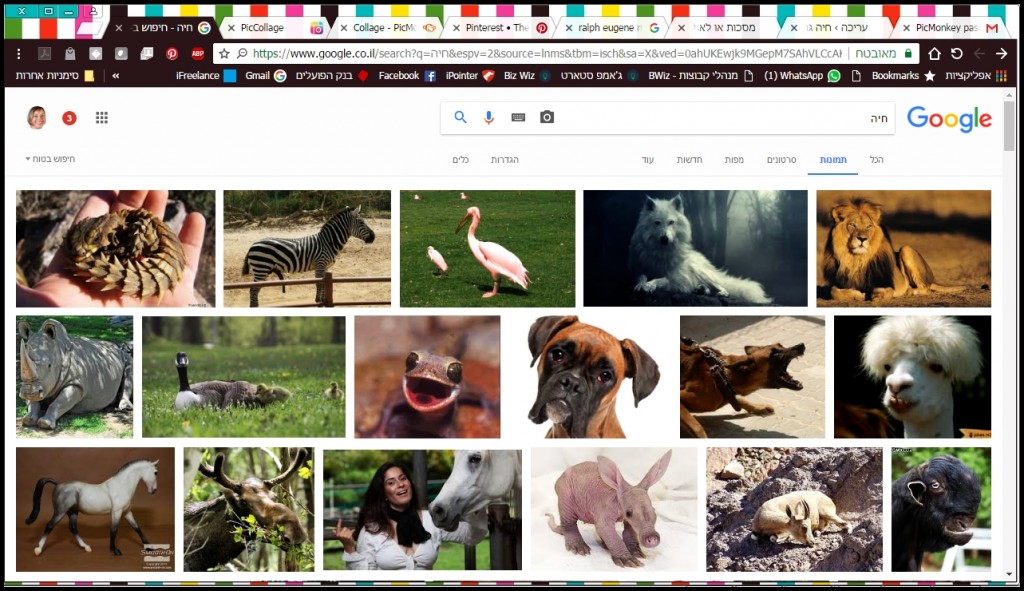 google-animal